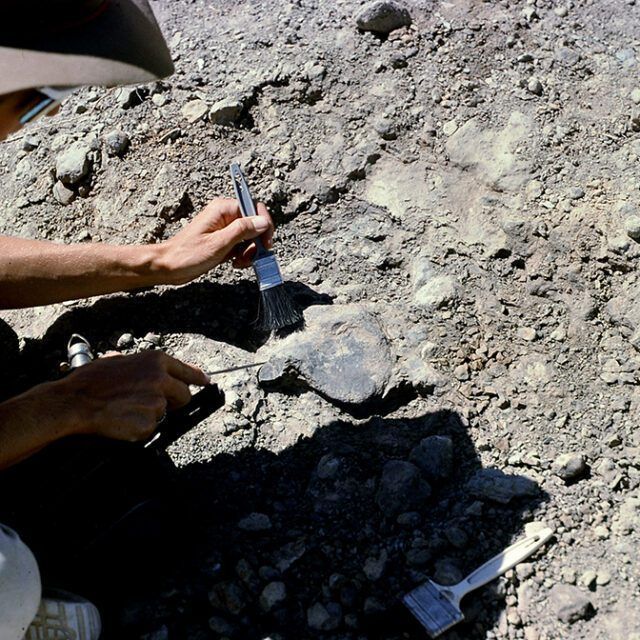 A person is using a brush to dig in the dirt