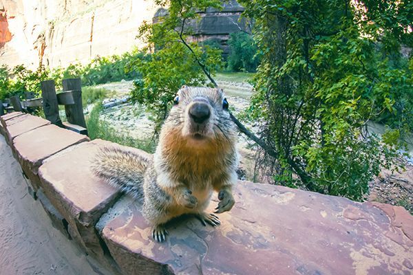 A squirrel is sitting on a rock wall looking at the camera.