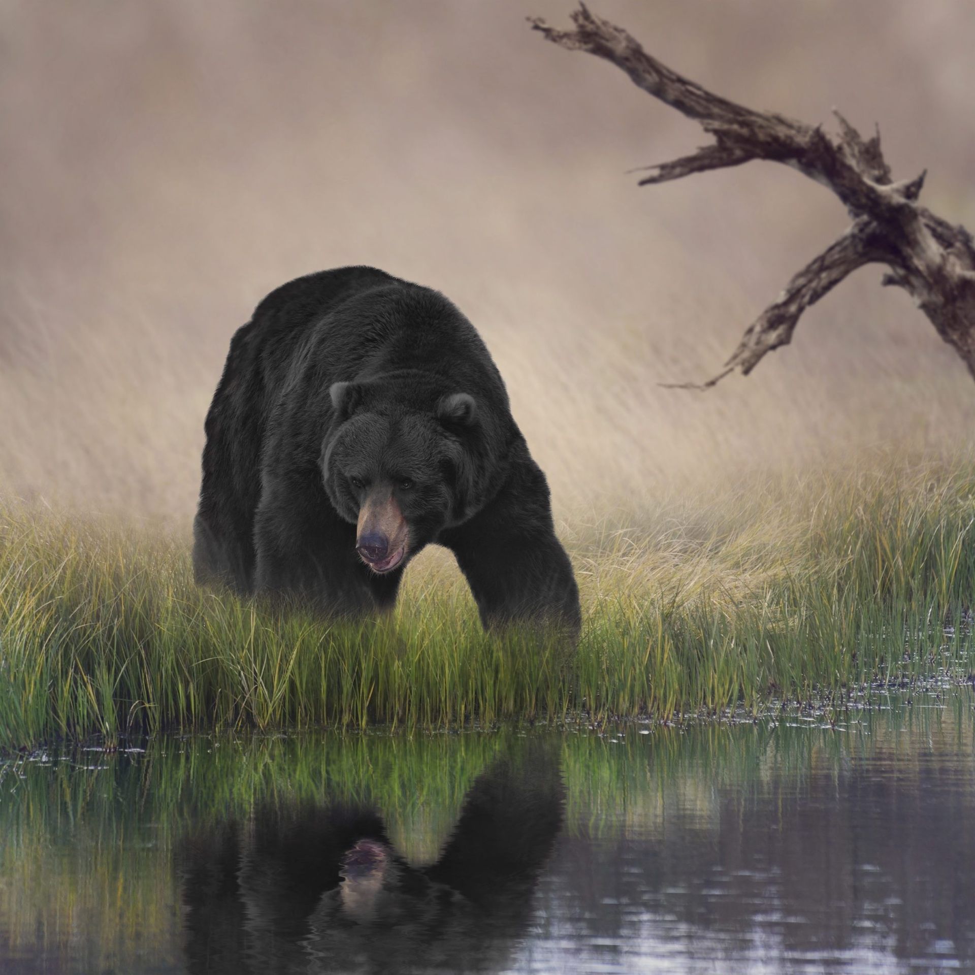 A black bear is standing in the grass near a body of water