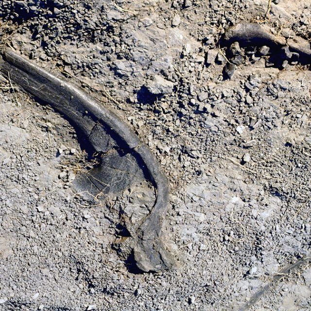 A close up of a rock in the dirt