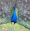A peacock is standing in the grass with its feathers spread out.