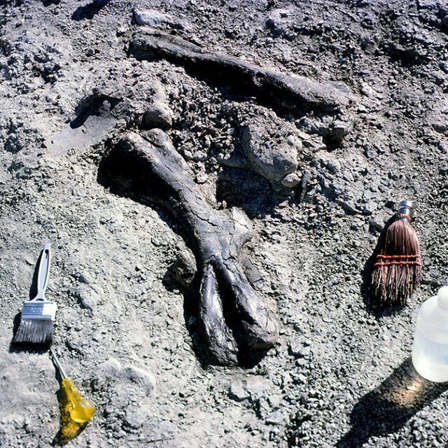 A bunch of bones are laying in the dirt