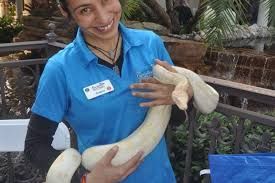 A woman in a blue shirt is holding a white snake.