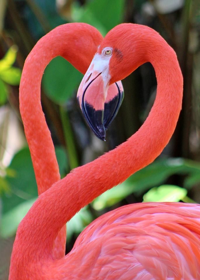 A flamingo with its neck in the shape of a heart