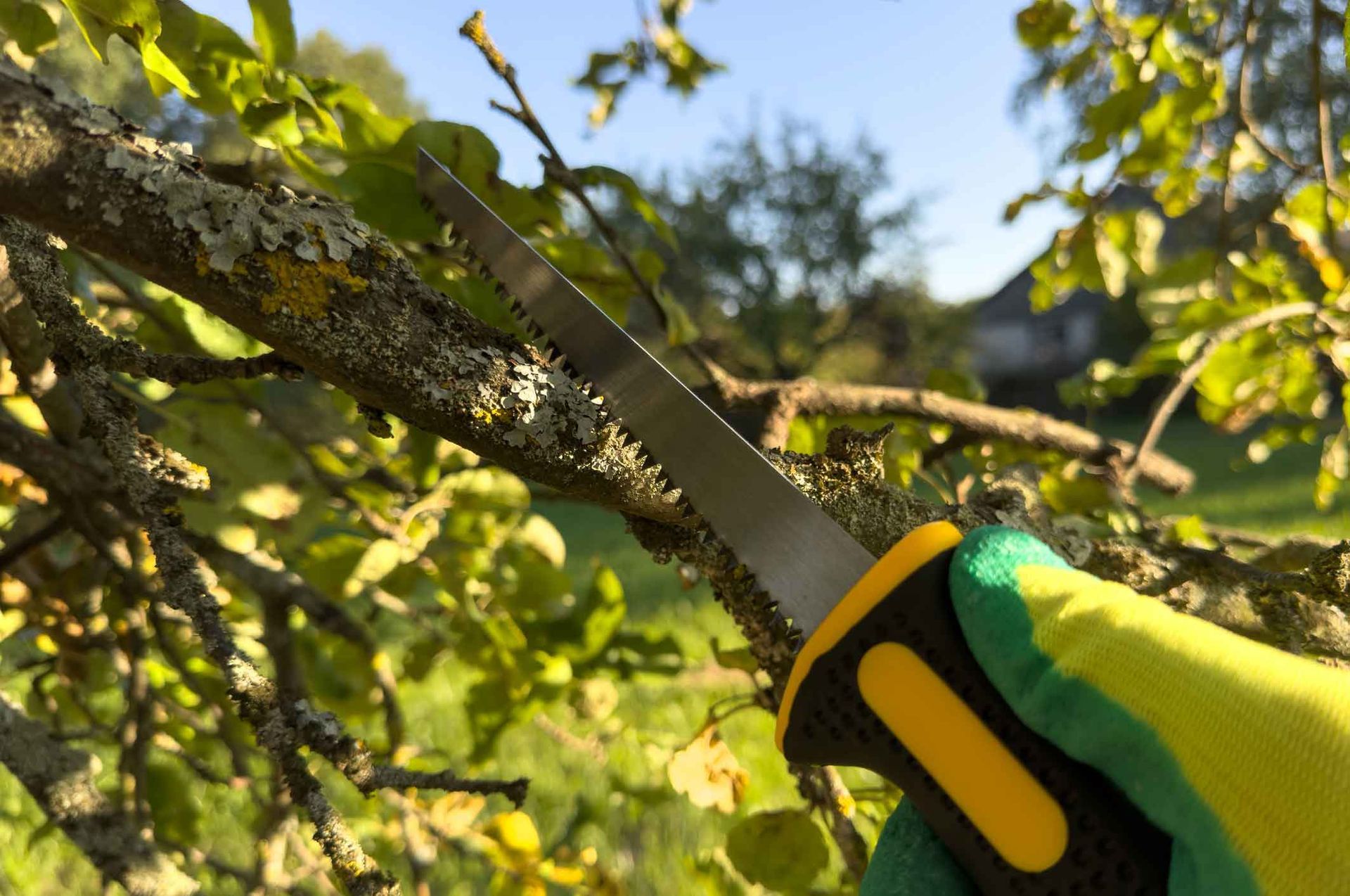A person is cutting a tree branch with a saw.