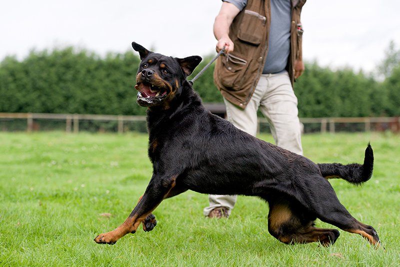 Dangerous Dog — Fort Myers, FL — Goldberg Noone Abraham