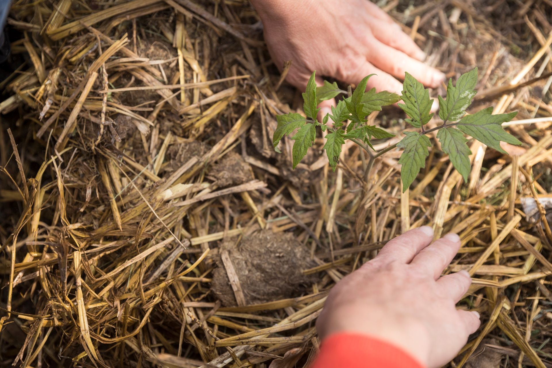 Putting Straw To The Garden — Painesville, OH — McCallister's Landscaping