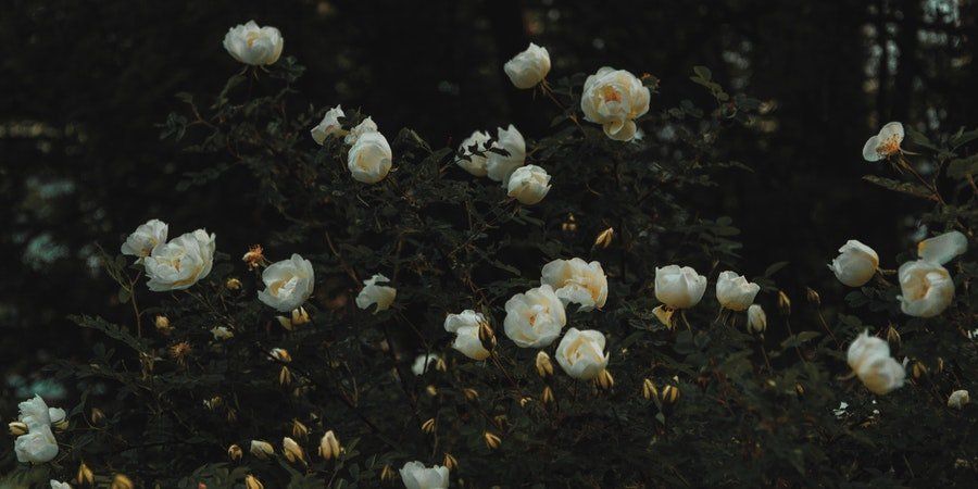 White flowers scattered across a dark background with small green leaves