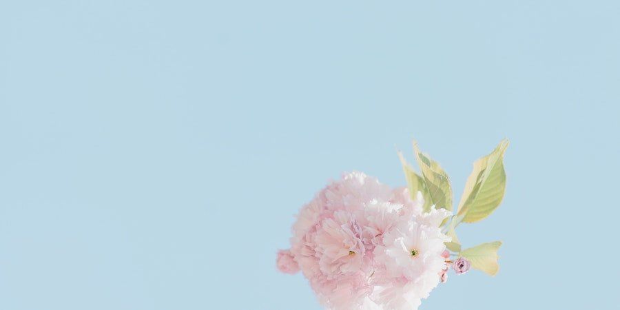 Pink blossoms with green leaves on a pale blue background