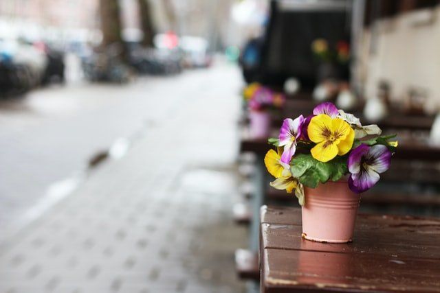 Small pink potted flowers on a wooden ledge beside a blurred city street