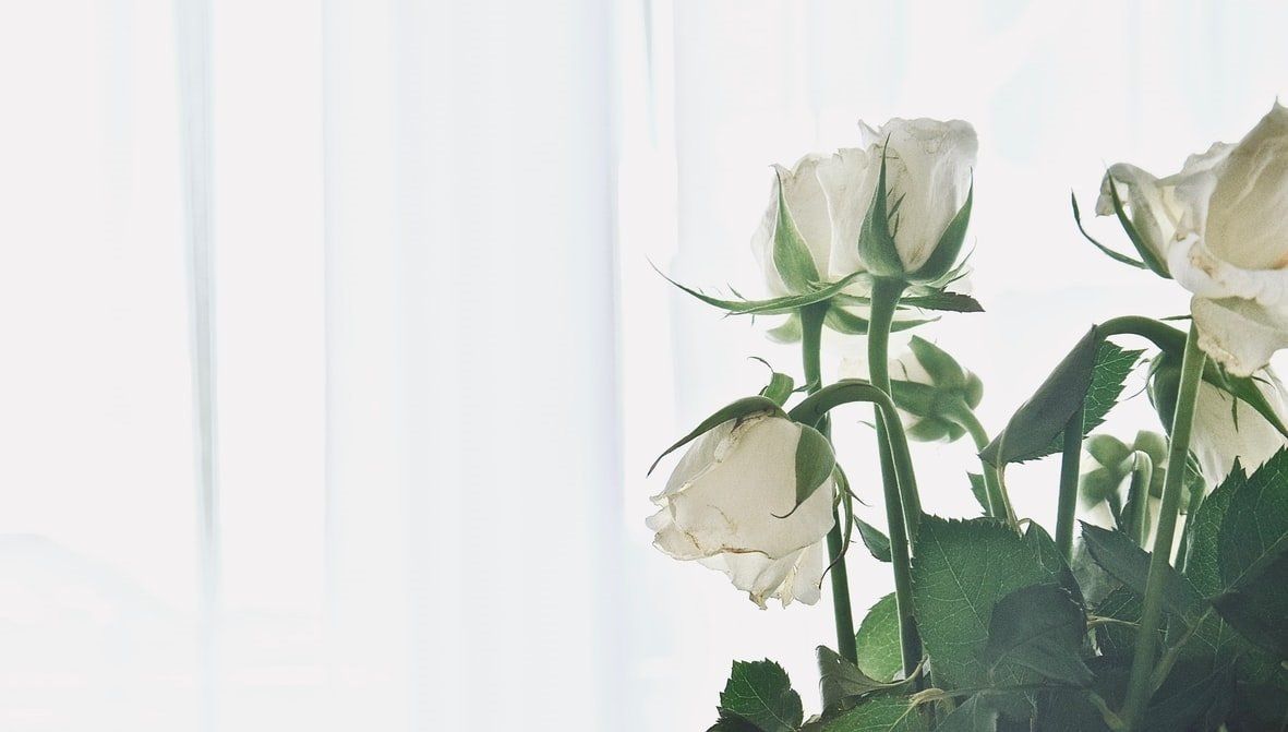White roses with green stems by a bright window with sheer curtains