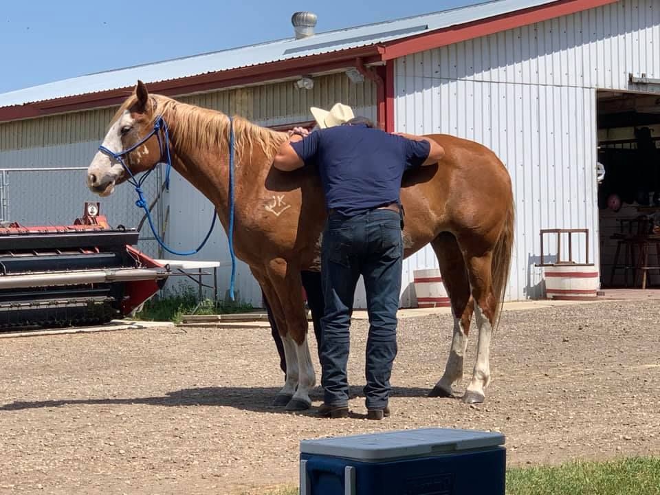 Person saddling a chestnut horse beside a barn on a sunny farmyard