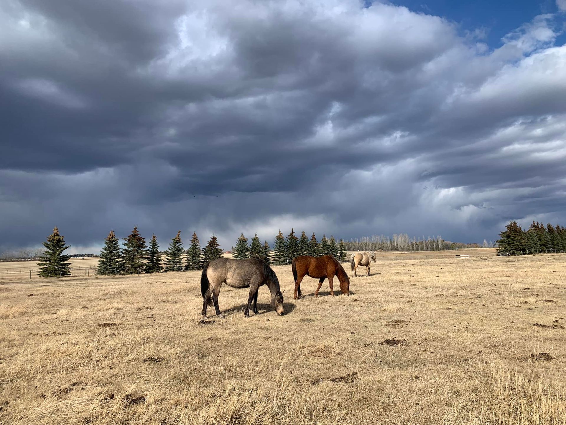 Two horses grazing in a dry field under dark, cloudy sky