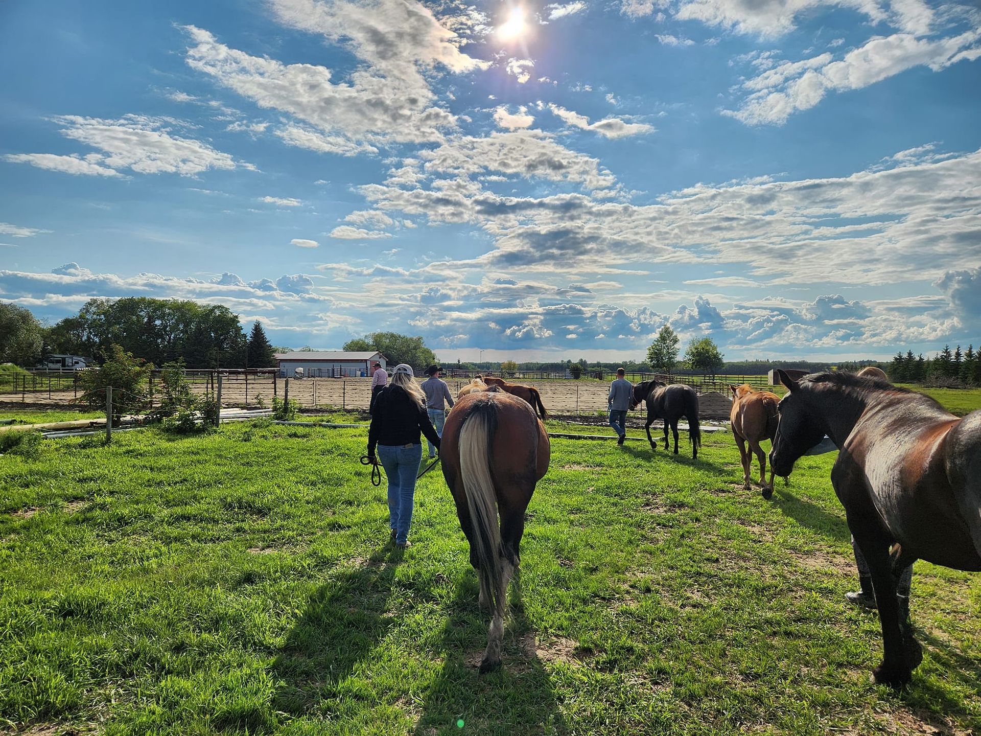 Person walking behind horses in a sunny green pasture under a cloudy sky