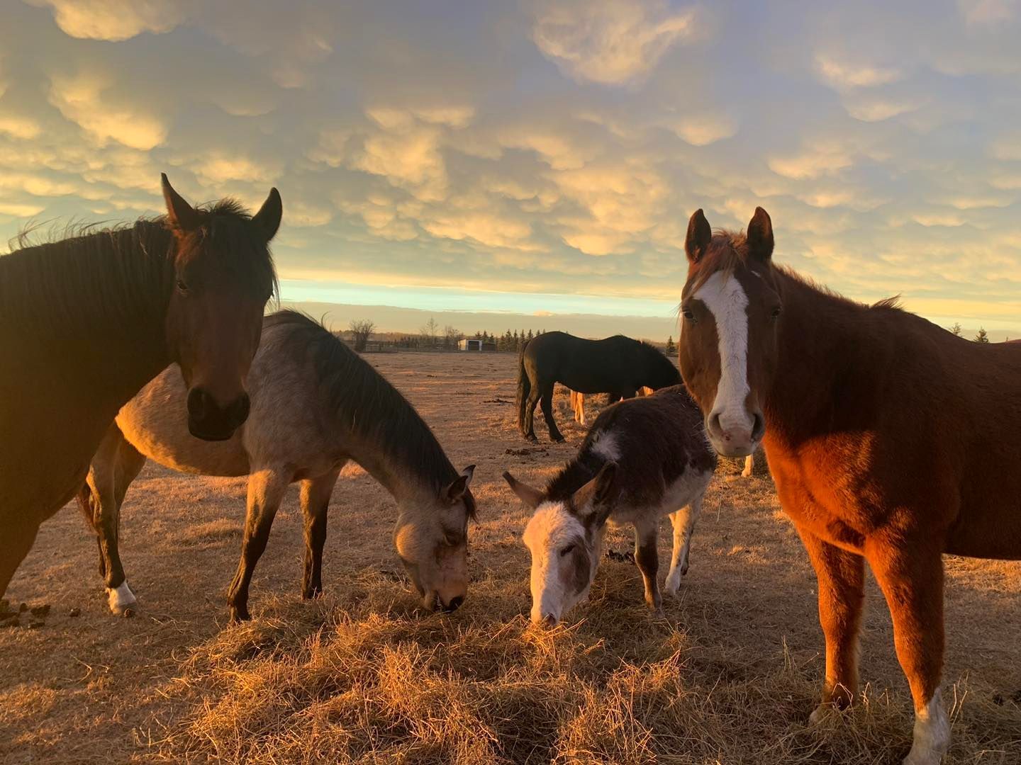 Three horses grazing in a golden field at sunset, with one brown-and-white horse in the foreground.