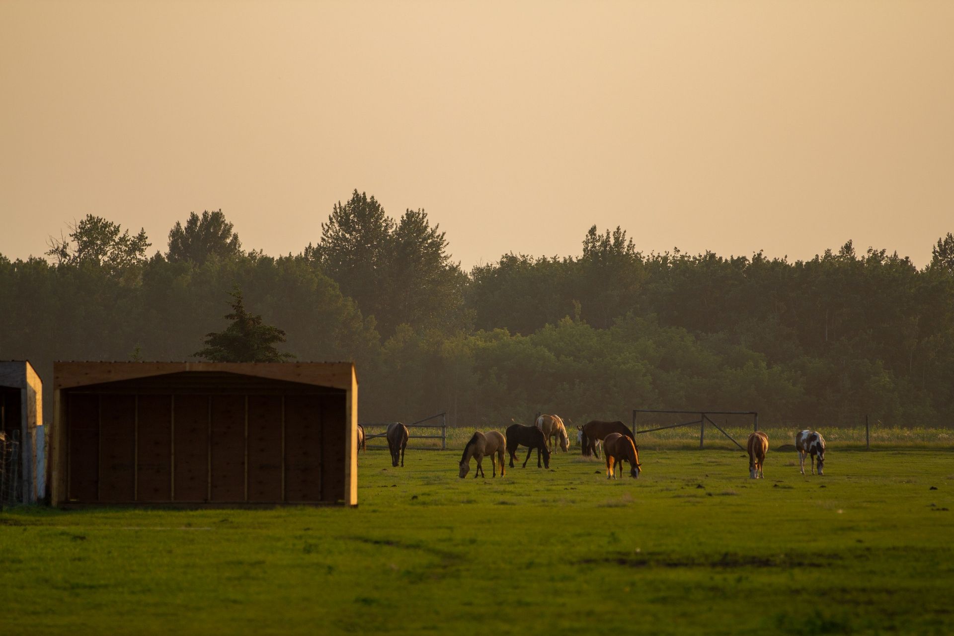 Horses grazing in a misty green field beside a dark shed at dawn.