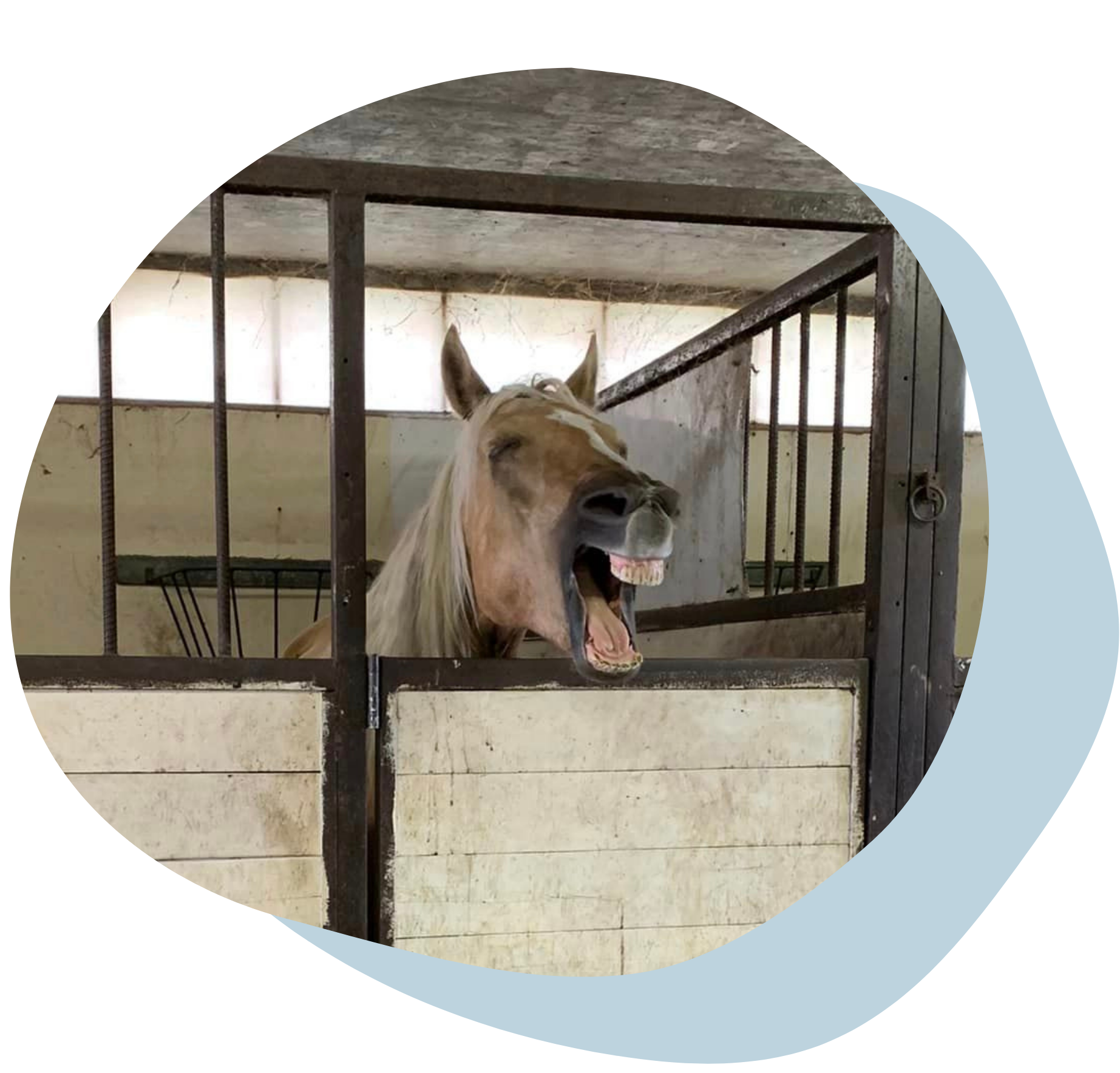 A donkey yawns in a stable stall with beige walls and metal bars.