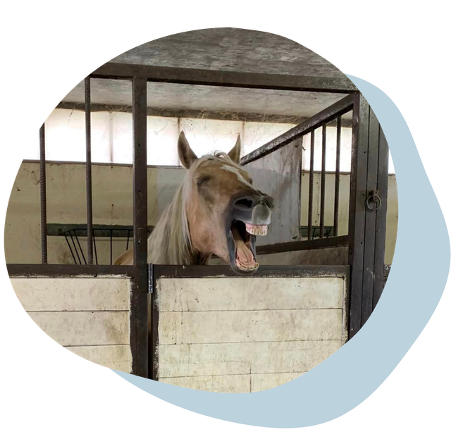 A donkey yawns in a stable stall with beige walls and metal bars.