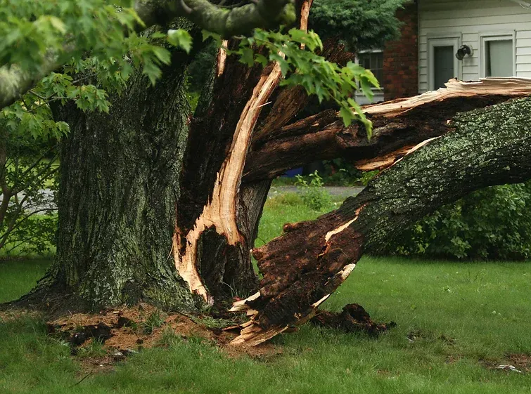 Top Tree Removal Service