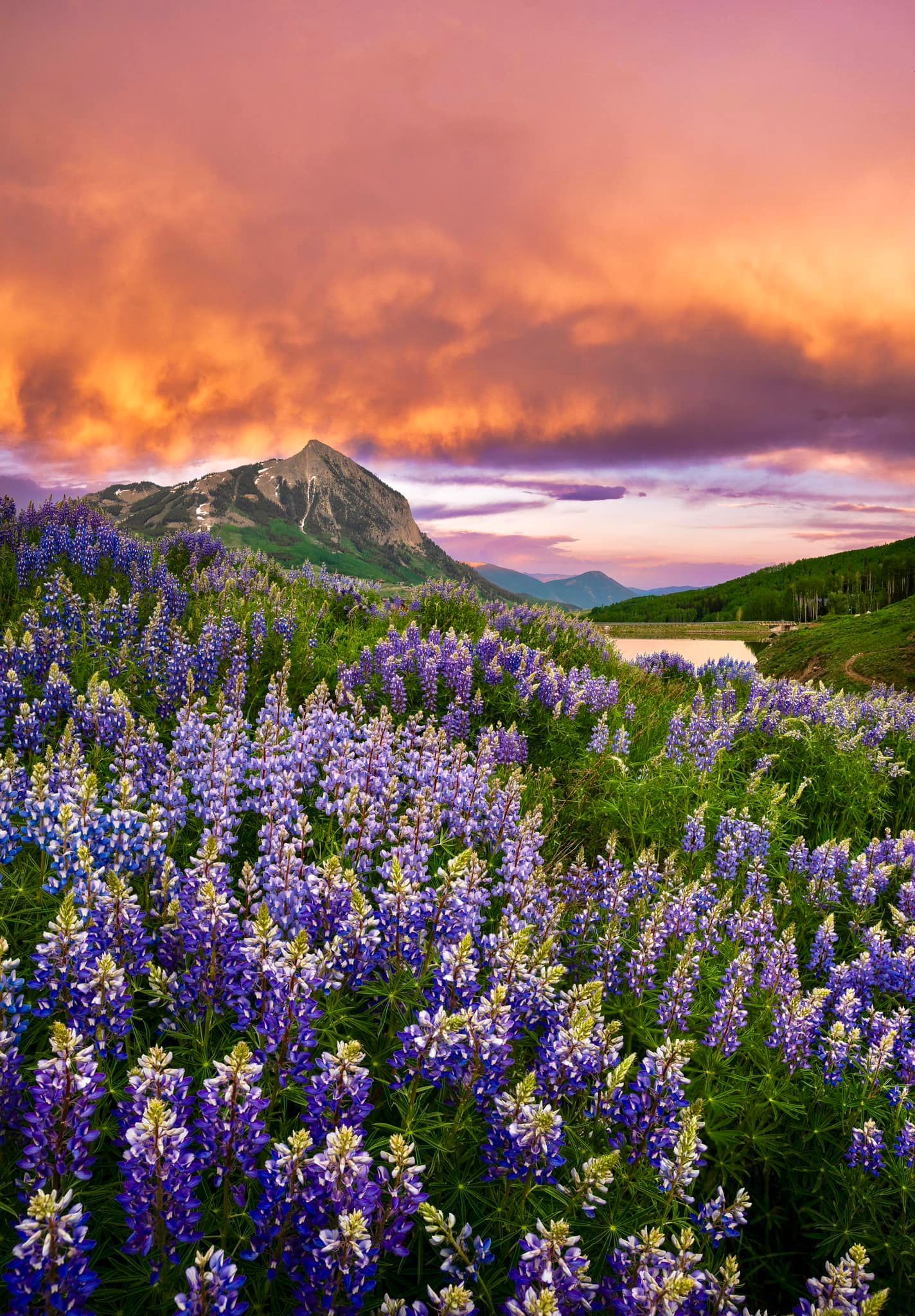 Purple wildflowers under a glowing orange sunset over hills and a winding valley