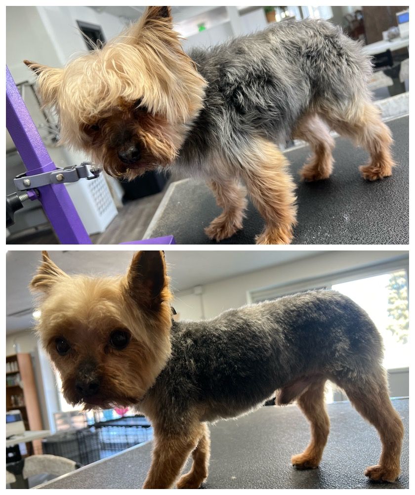 Local Pet Groomer, Quality Dog Grooming Services in Loveland, CO