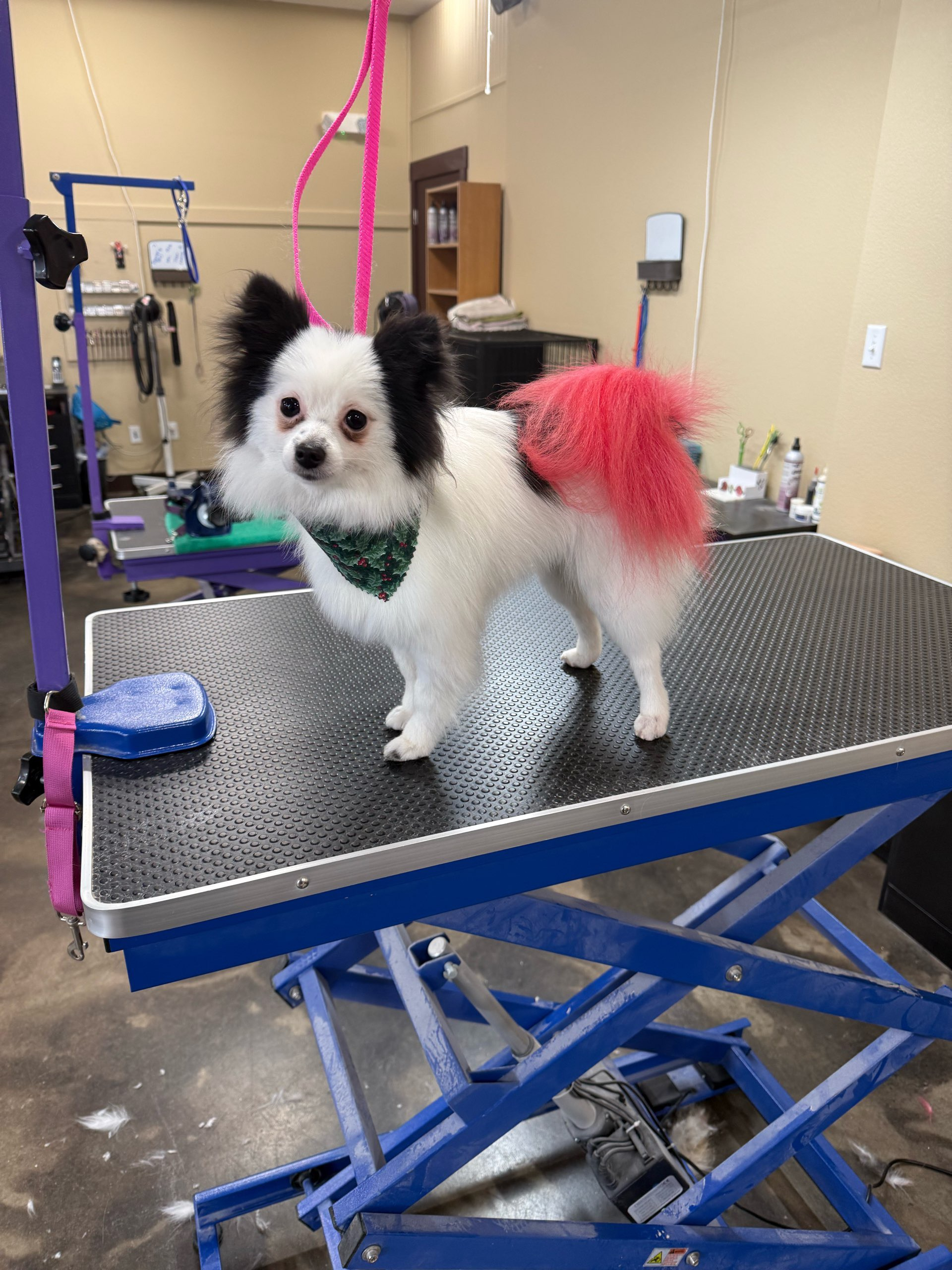 A small white dog is sitting on a grooming table.