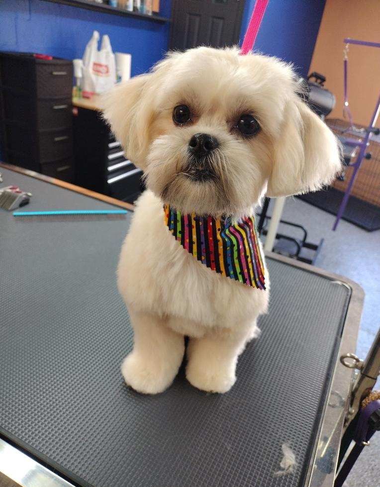 A small dog wearing a rainbow scarf is sitting on a table