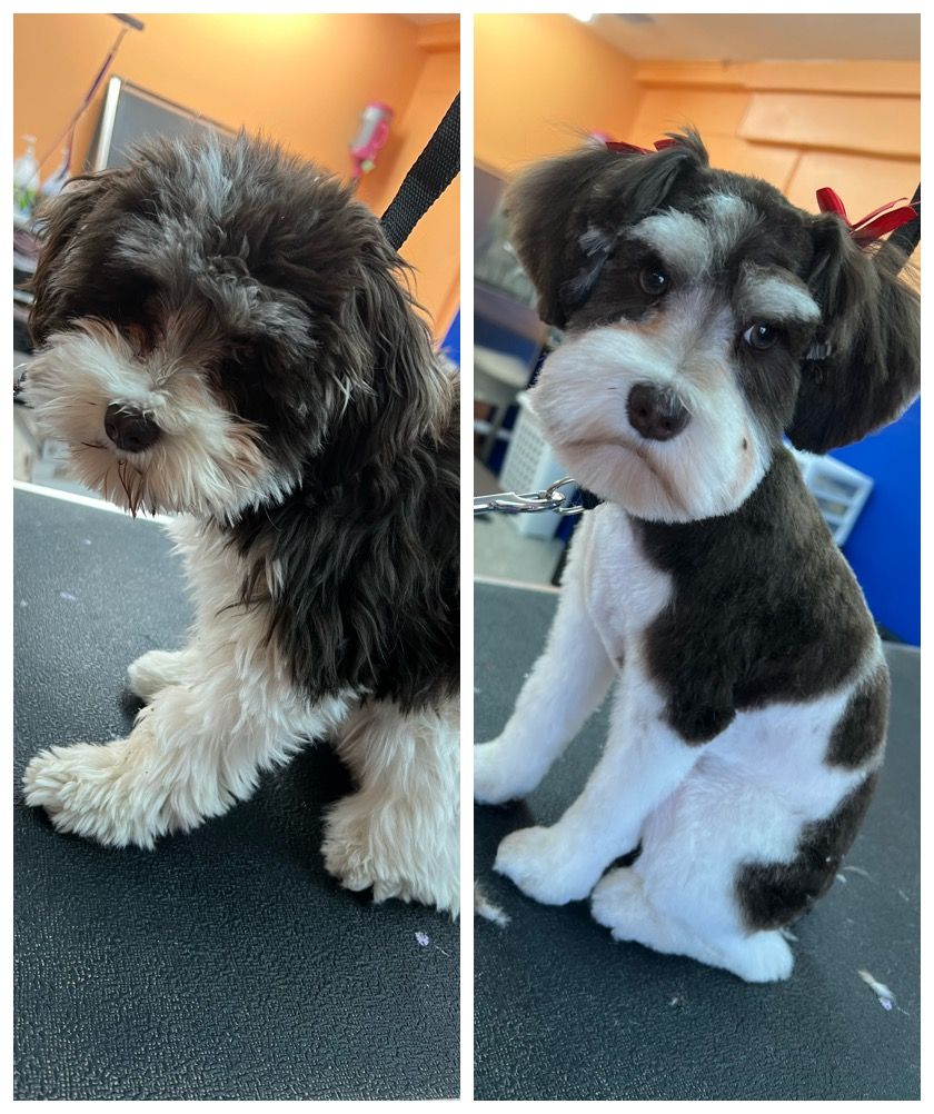 Two pictures of a dog before and after being groomed