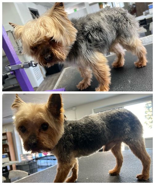 A before and after picture of a yorkshire terrier getting groomed.