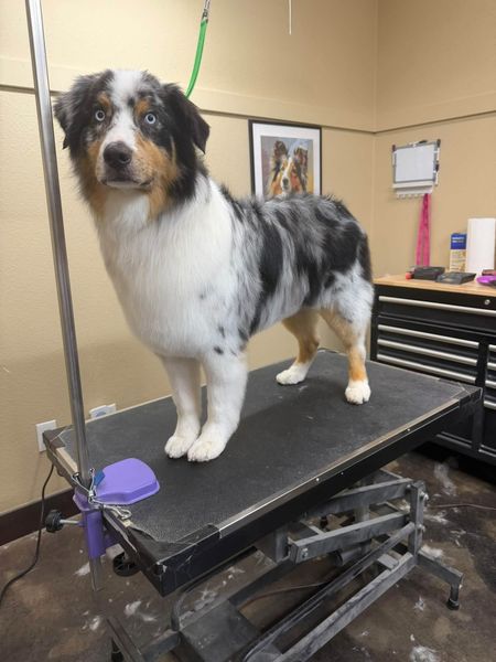 A before and after picture of a yorkshire terrier getting groomed.