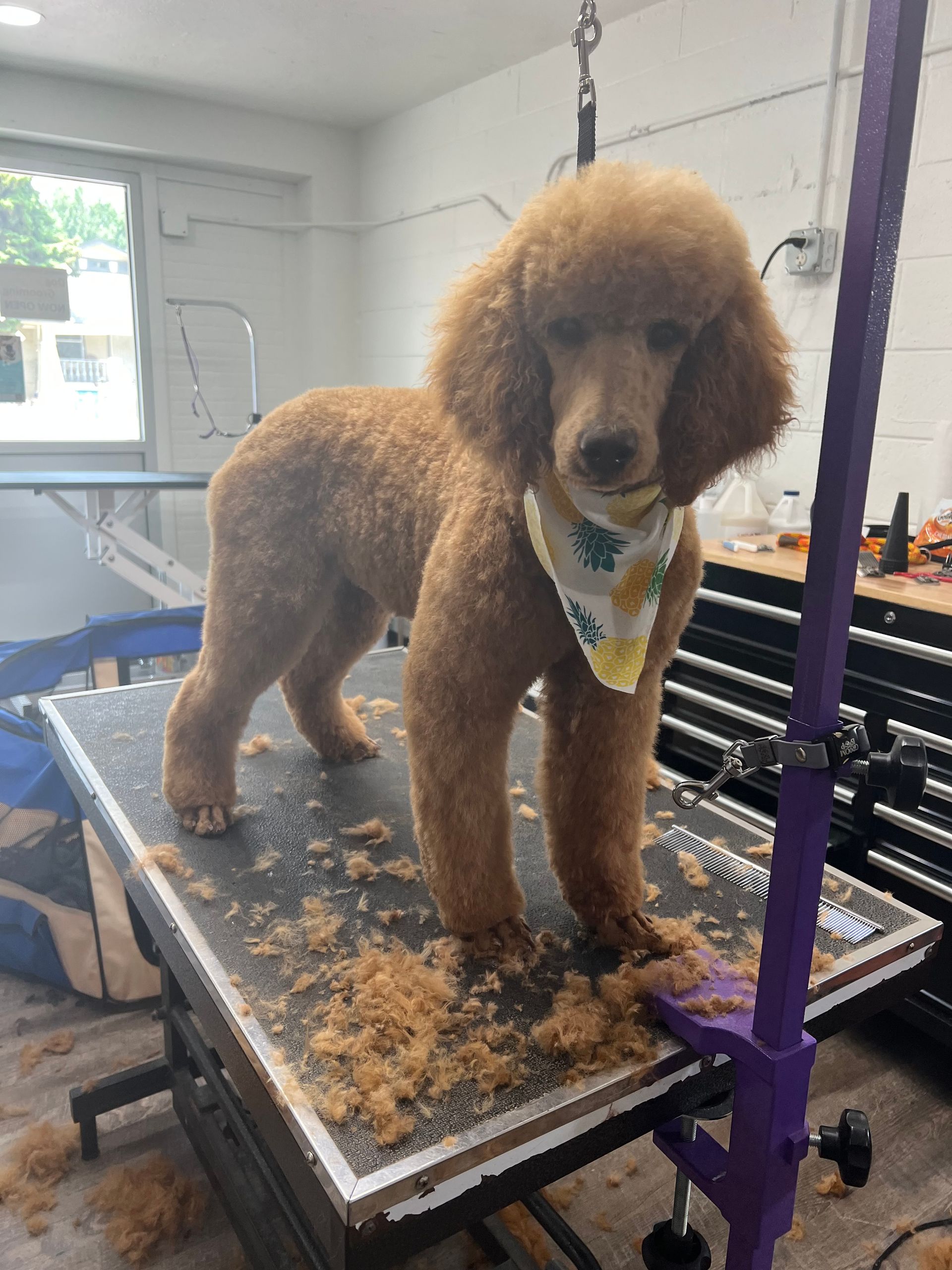 A brown poodle is standing on a grooming table.
