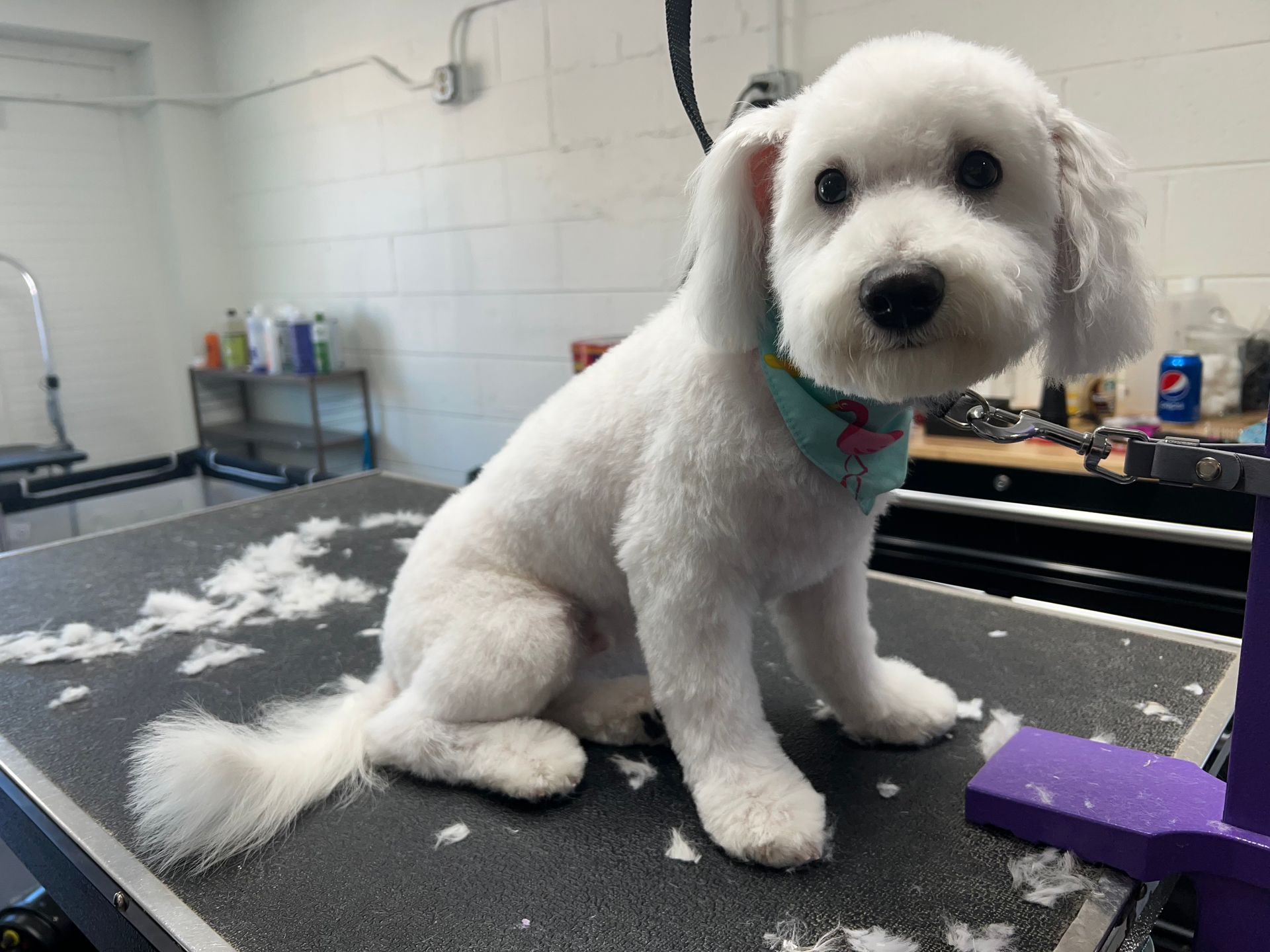A small white dog is sitting on a grooming table.