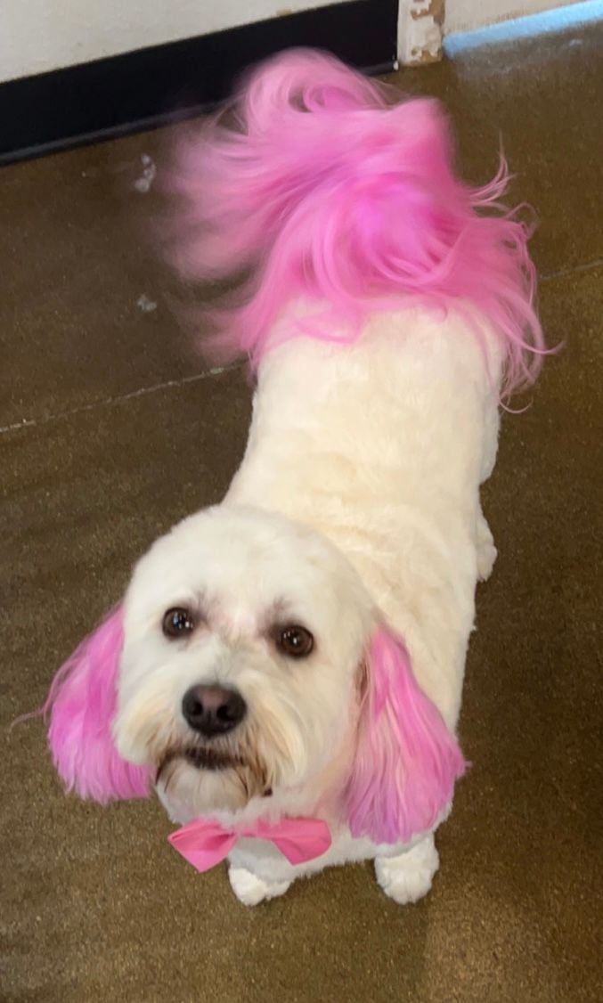 A white dog with pink hair and a pink bow tie