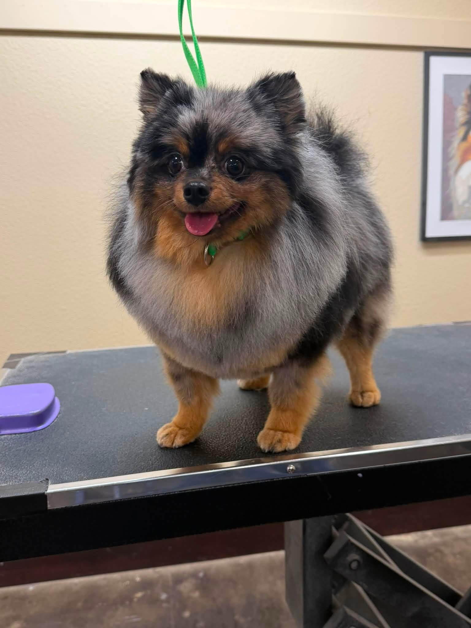 A small dog wearing a rainbow scarf is sitting on a table