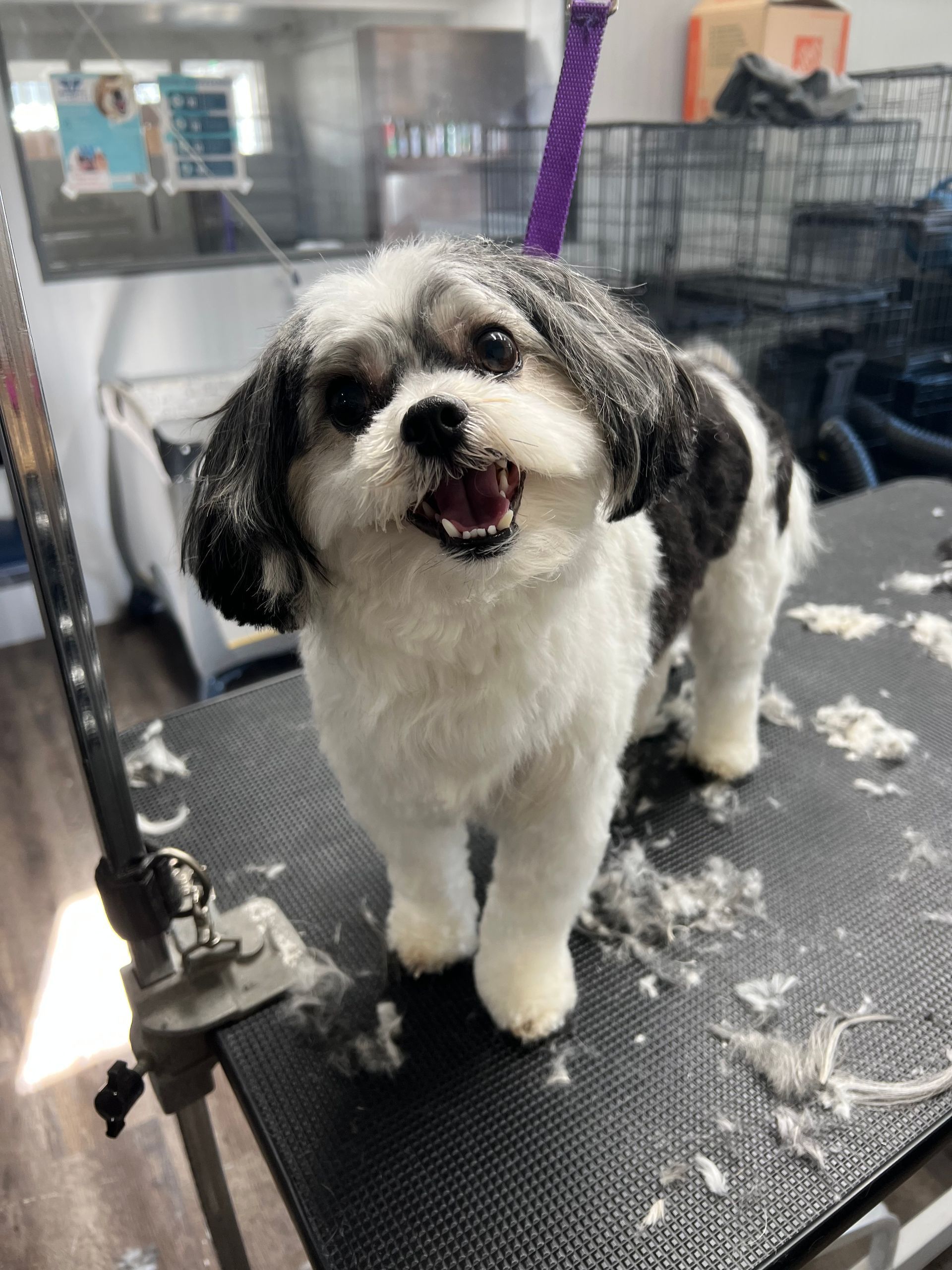 A small white and gray dog is standing on a grooming table.