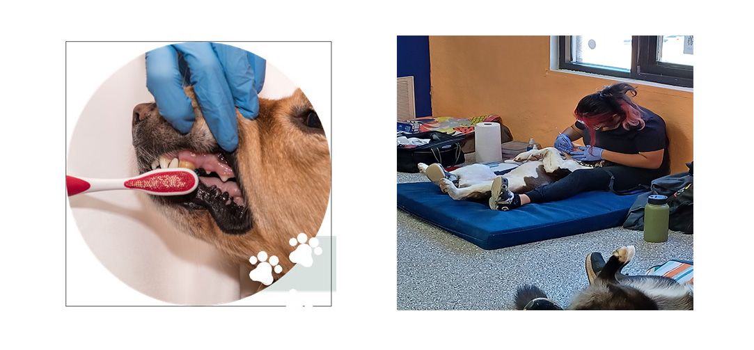 A person is brushing a dog 's teeth with a toothbrush.