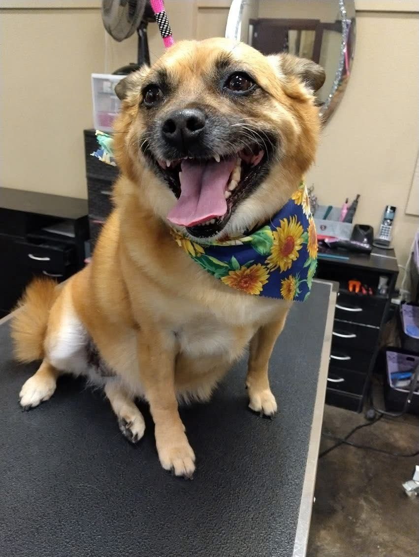 A small white and gray dog is standing on a grooming table.