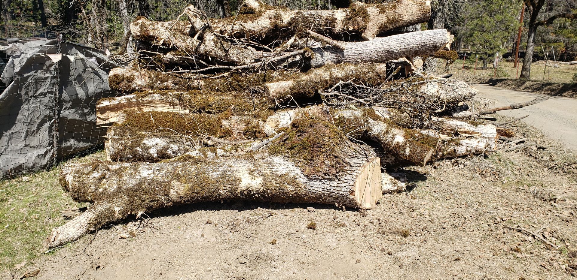 tree removal land clearing