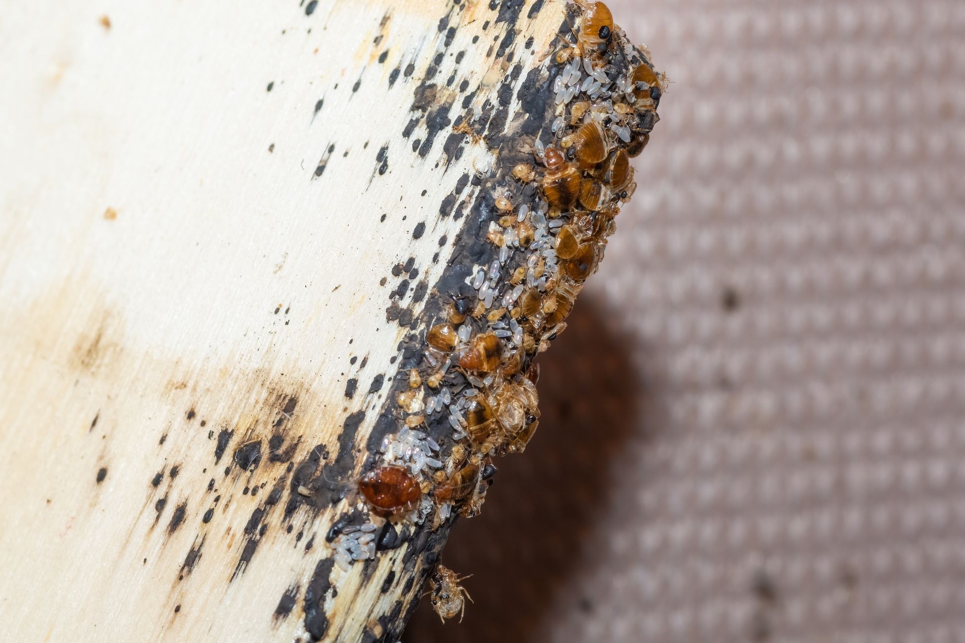 pest control services in Phoenix, AZ