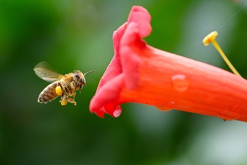 A honeybee with visible pollen sacs hovers in the air, approaching a vibrant red, trumpet-shaped flower.