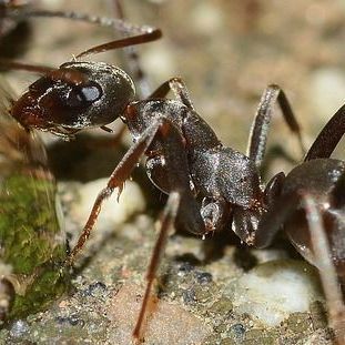 A close-up, side profile of a dark brown ant on a textured, sandy ground surface.