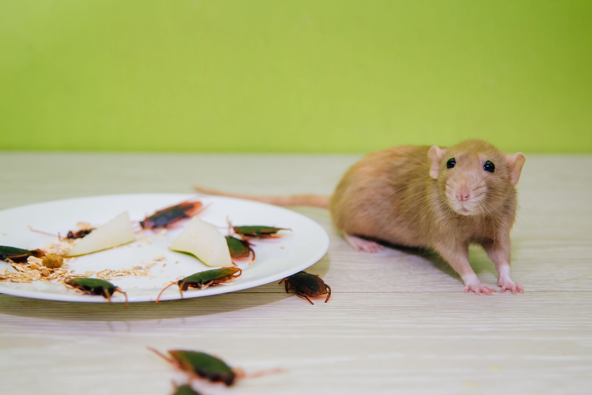 expert pest control services in Phoenix, AZ