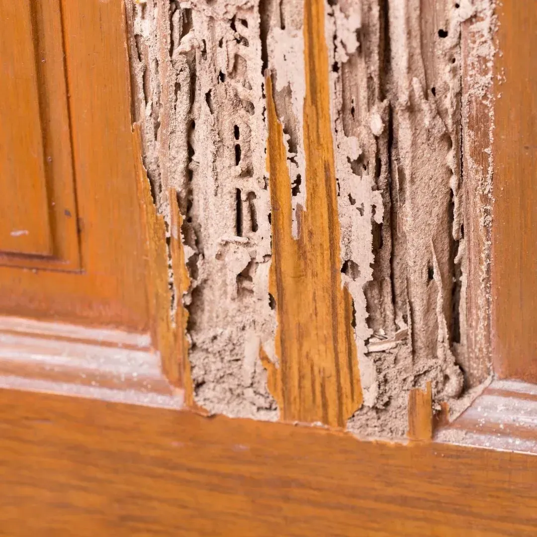 Severe termite damage inside wooden trim found during a Phoenix termite inspection