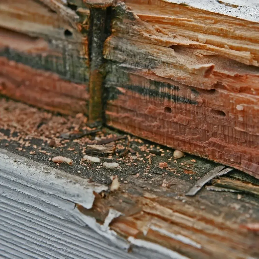 Termites and wood damage discovered during a termite inspection in Phoenix, AZ