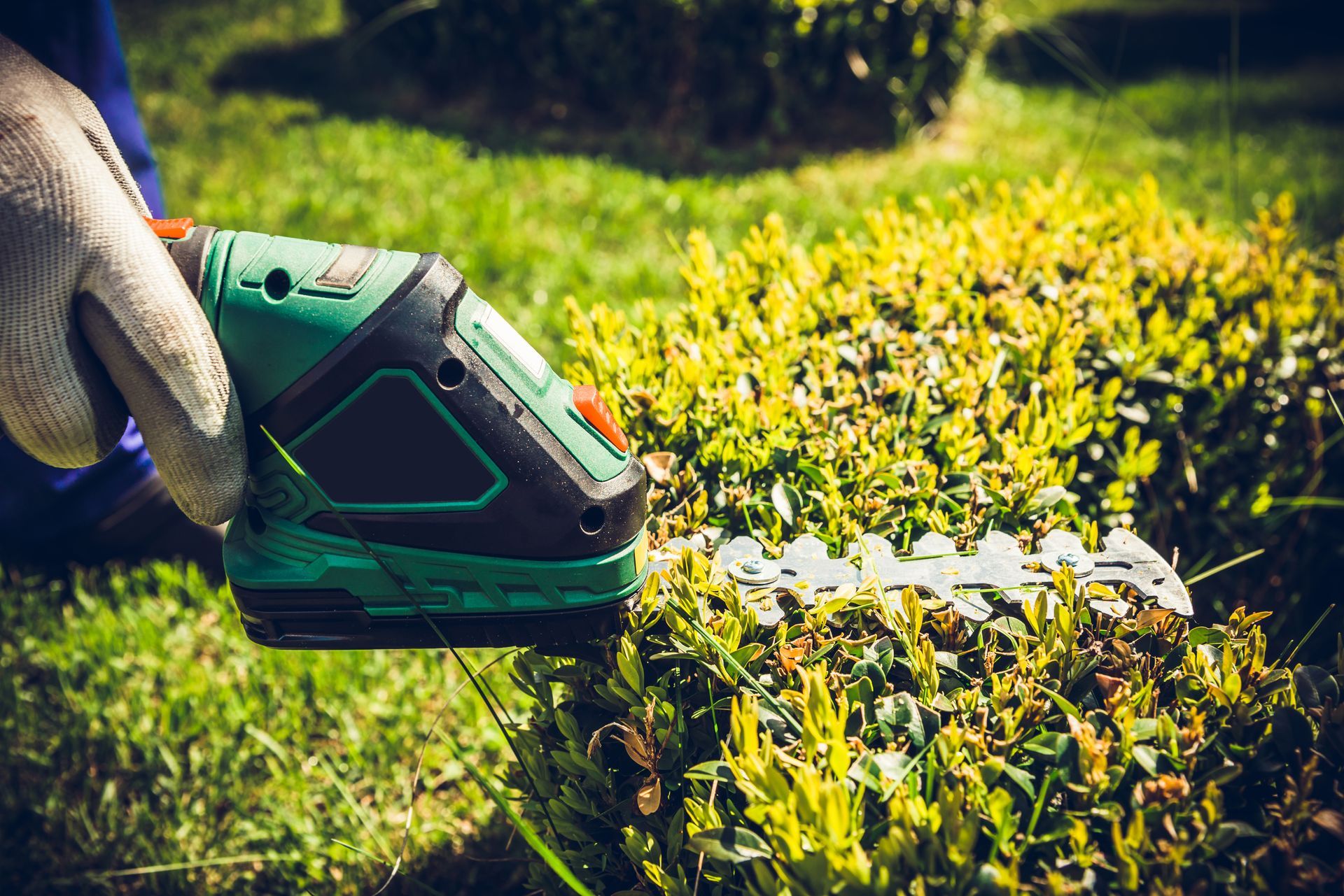 Gloved hand using a green electric hedge trimmer to cut a sunlit hedge in a garden