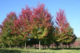 Row of trees with red and green autumn leaves in a grassy park under a blue sky