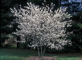 White-flowering tree in a grassy yard with dark trees in the background