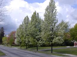 Tree-lined suburban street with blooming white trees and a cloudy sky