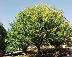 Large leafy green tree in a sunny outdoor landscape
