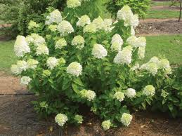 White hydrangea bushes blooming along a garden path with green foliage